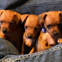 Miniature Pinscher and Russian Toy Puppies from Fede Miniature Pinschers & Russian Toys