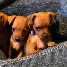 Miniature Pinscher and Russian Toy Puppies from Fede Miniature Pinschers & Russian Toys