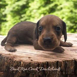 LEO - Red male Dachshund puppy in Greenfield, Ohio from Buck Run Creek Dachshunds & Labradors