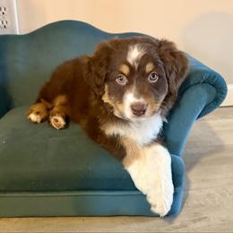 Whales - Red tri-color male Australian Shepherd puppy in Niles, Michigan from Tara's Australian Shepherds
