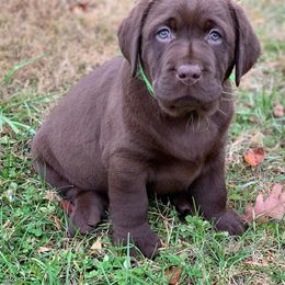 Labrador Retriever Puppies from Ashland Labradors