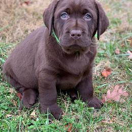 Labrador Retriever Puppies from Ashland Labradors