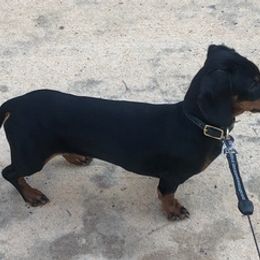 Dachshunds from Rock Lake Farm