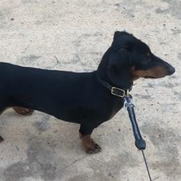 Dachshunds from Rock Lake Farm