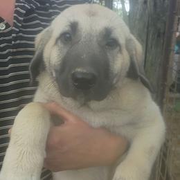 Girl 1 - Fawn female Kangal puppy in Indian Trail, North Carolina from Carolina Kangals
