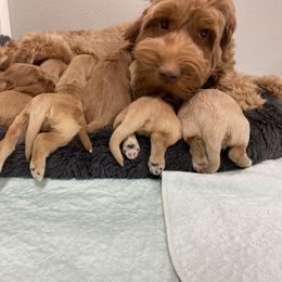 Australian Labradoodle Puppies from Salona Australian Labradoodles