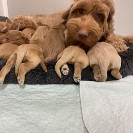 Australian Labradoodle Puppies from Salona Australian Labradoodles