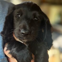 Boy 4 - Black male Dachshund puppy in Gouverneur, New York from Dack Dachshunds