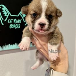 Girl 1 - Sable Pembroke Welsh Corgi puppy in Fallbrook, California from Le Rêve Corgis