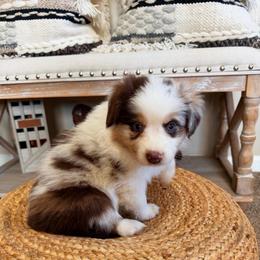 HONEY - Red merle female Australian Shepherd puppy in Pendleton, Oregon from High West Aussies