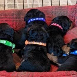 Welsh Terriers from Kalein T Welsh Terriers