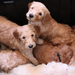 Goldendoodle Puppies from Carolina Doodle Puppies