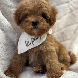 Kashmire - Apricot male Poodle puppy in Sauk Village, Illinois from Midwest Timberland Pups