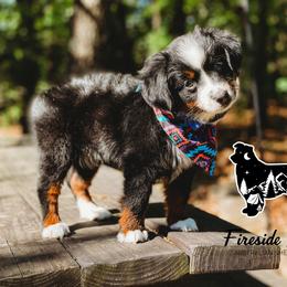 Miniature Australian Shepherd and Toy Australian Shepherd Puppies from Fireside Toy & Mini Aussies