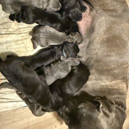 Cane Corso Puppies from Better Than You Cane Corso’s