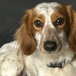 Dachshunds and Golden Retrievers from 50 shades of dachshund