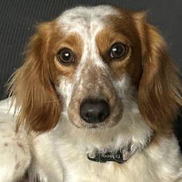 Dachshunds and Golden Retrievers from 50 shades of dachshund