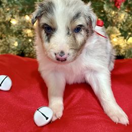 Eddie - Blue merle male Australian Shepherd puppy in Preston, Idaho from KC Bar Ranch Aussies