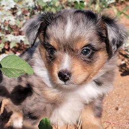 Miniature Australian Shepherd and Toy Australian Shepherd Puppies from Heritage Homestead