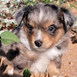 Miniature Australian Shepherd and Toy Australian Shepherd Puppies from Heritage Homestead