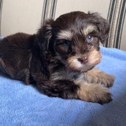 Lilly - Liver female Miniature Schnauzer puppy in Mc Allen, Texas from True Love Schnauzers