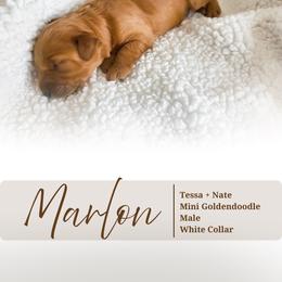 Marlon - Apricot male Goldendoodle puppy in Garden Grove, California from Sunkissed Doodles