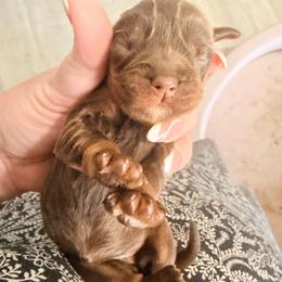 Pascal - Chocolate male Cavalier King Charles Spaniel puppy in Spring Hill, Florida from Wonderland Cavaliers