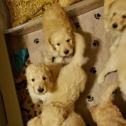 Goldendoodle Puppies from Toneytails Doodles