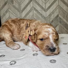 Clarice - Red  female Goldendoodle puppy in Camden, North Carolina from Oopsie Doodles of NC