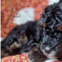 Girl 1 - Phantom Poodle puppy in Heber City, Utah from Doodles-by-Delilah