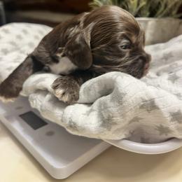 Bear - Brown and tan male Cocker Spaniel puppy in Camp Douglas, Wisconsin from Bluff Country Cockers