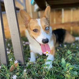American Corgi All Grown Up from Constellation Corgi