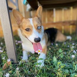 American Corgi All Grown Up from Constellation Corgi