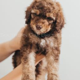 Bernedoodle Puppies from Southern Oak Breeders LLC
