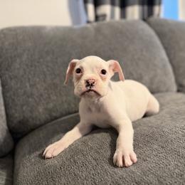 Boy 2 - White male Boxer puppy in Prestonsburg, Kentucky from Bre’s Boxers