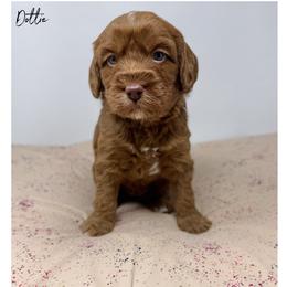 Dottie - Caramel female Australian Labradoodle puppy in Sacramento, California from Little Farmstead Labradoodles