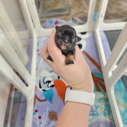 Black and Tan Girl - Black and tan female Shih Tzu puppy in Sapulpa, Oklahoma from Faith Hope and Love Shih Tzu's