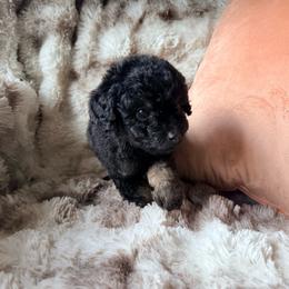 Luigi - Phantom male Poodle puppy in Uniondale, New York from Poodles Are Mixy
