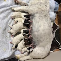 Border Collie and Jack Russell Terrier Puppies from CP FARMS BORDER COLLIES N JACKS CORP