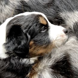 Miniature American Shepherd Puppies from Stones River Mini American Shepherds
