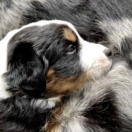 Miniature American Shepherd Puppies from Stones River Mini American Shepherds