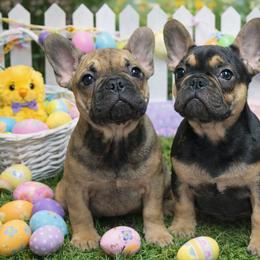 French Bulldogs from Priscilla's Frenchies