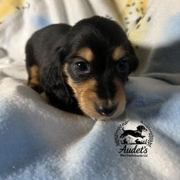 Buster - Black and cream male Dachshund puppy in East Dover, Vermont from Audet’s Mini Dachshunds