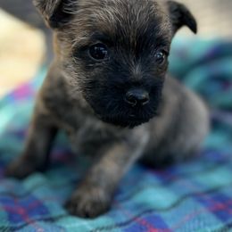 Ms. Green - Red brindle female Cairn Terrier puppy in Pottersville, Missouri from Cairn Terriers of Heatherridge,LLC