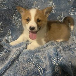 Teal - Red female Pembroke Welsh Corgi puppy in Beulaville, North Carolina from Windy Acres Pembroke Welsh