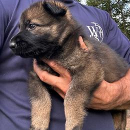 Nanda - Sable female German Shepherd puppy in Moore, South Carolina from Von Zorhaus