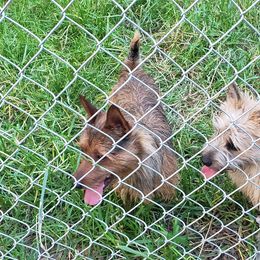 Australian Terrier and Cairn Terrier All Grown Up from Cedar Forrest Terriers LLC (Cairns & Australian Terriers)