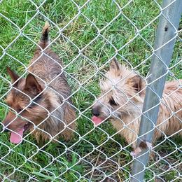 Australian Terrier and Cairn Terrier All Grown Up from Cedar Forrest Terriers LLC (Cairns & Australian Terriers)