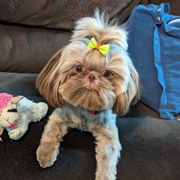 Roscoe - Yorkshire Terrier