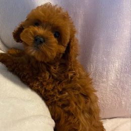Mike - Red male Cavapoo puppy in Walterboro, South Carolina from Puddlejumpers